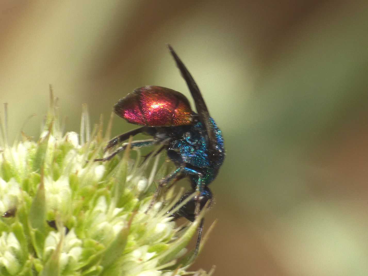 Piccoli Chrysididae